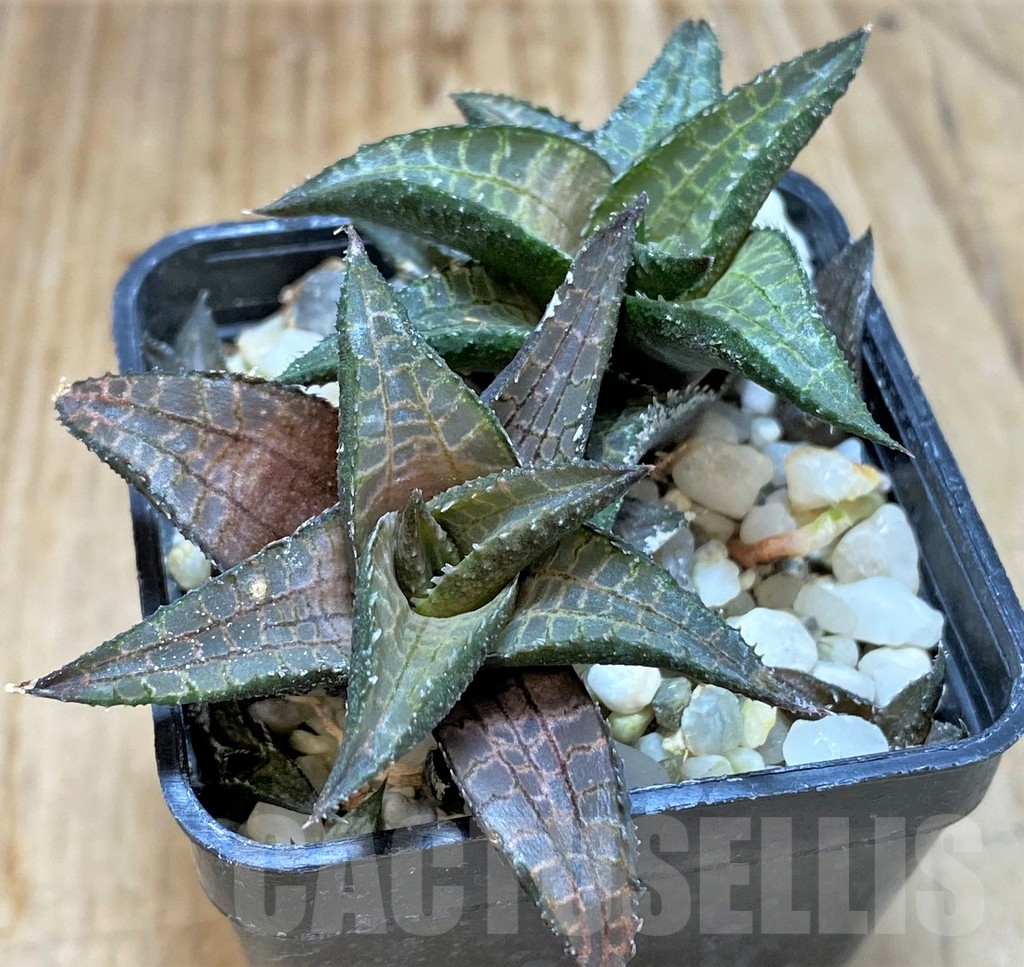 SHPR37837 Haworthia venosa ssp. tessellata ES2388