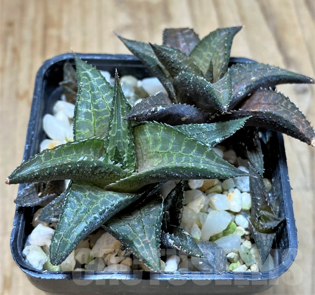 SHPR37837 Haworthia venosa ssp. tessellata ES2388 - Image 2