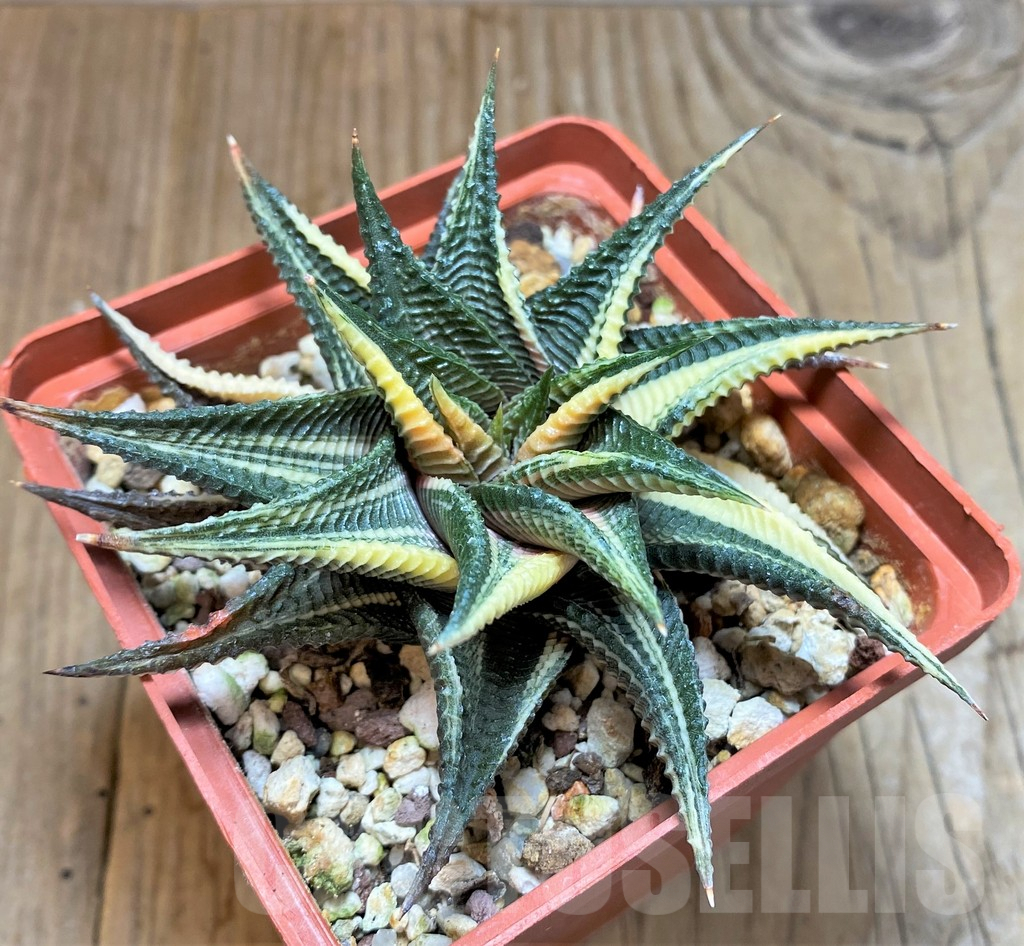 SHPR37838 Haworthia limifolia f. variegata - Image 2