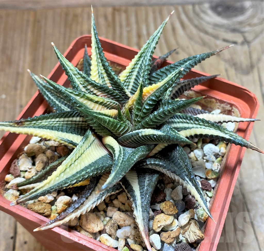SHPR37838 Haworthia limifolia f. variegata