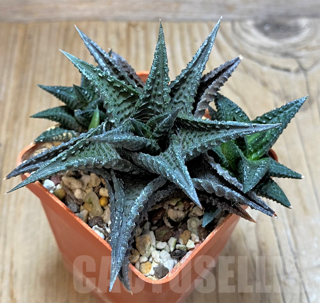 SHPR37840 Haworthia limifolia 'Barberton' - Obrázek 3