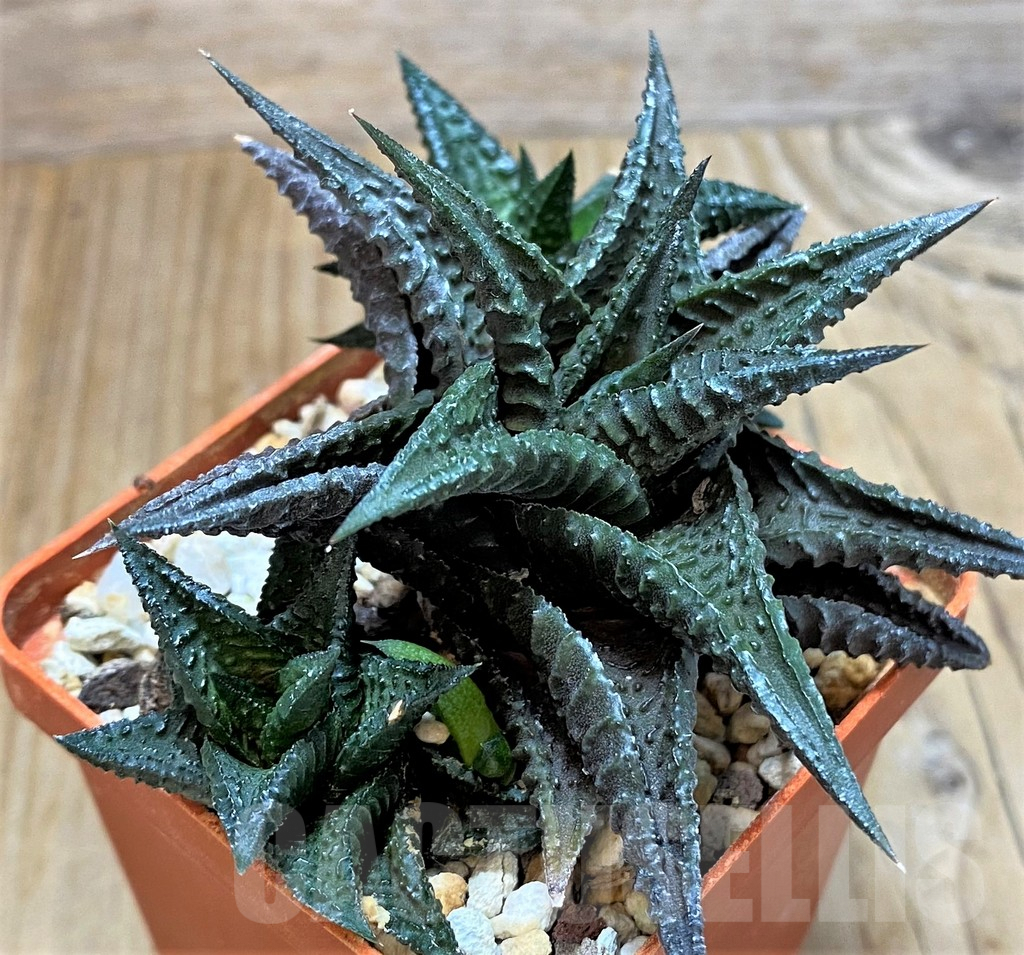 SHPR37840 Haworthia limifolia 'Barberton' - Obrázek 2