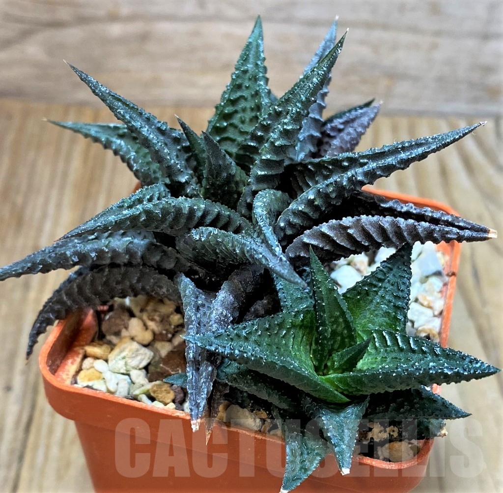 SHPR37840 Haworthia limifolia 'Barberton'