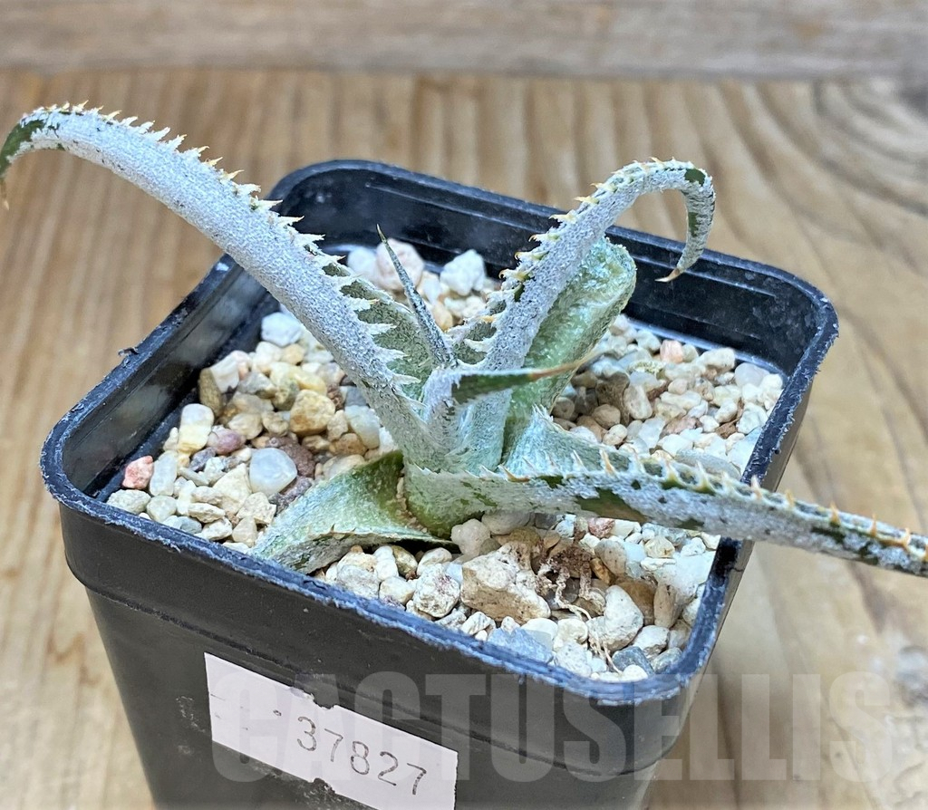 SHPR37827 Dyckia marnier-lapostollei ‘Pink Spine’ - Image 2