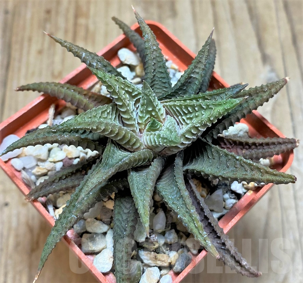 SHPR37842 Haworthia limifolia - Imagen 2
