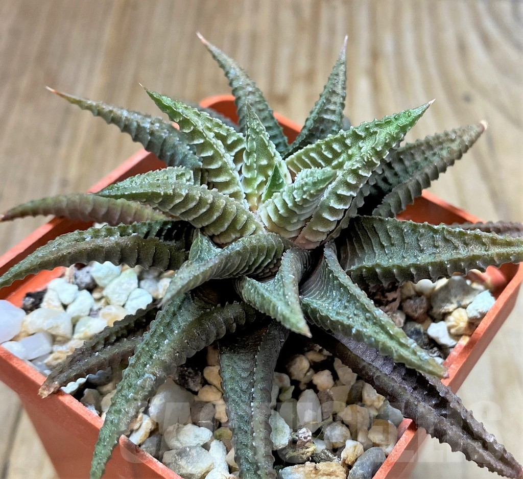 SHPR37842 Haworthia limifolia
