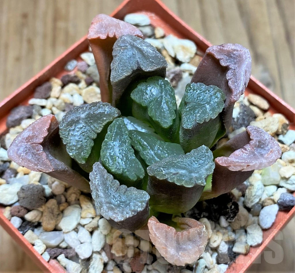 SHPR37843 Haworthia maughanii - Imagen 3