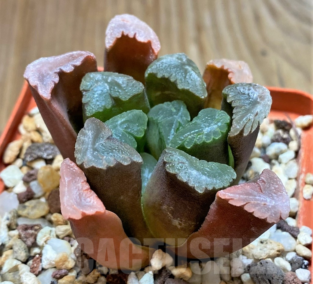 SHPR37843 Haworthia maughanii - Imagen 2
