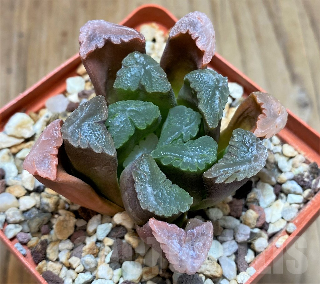 SHPR37843 Haworthia maughanii