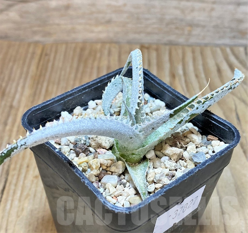SHPR37827 Dyckia marnier-lapostollei ‘Pink Spine’