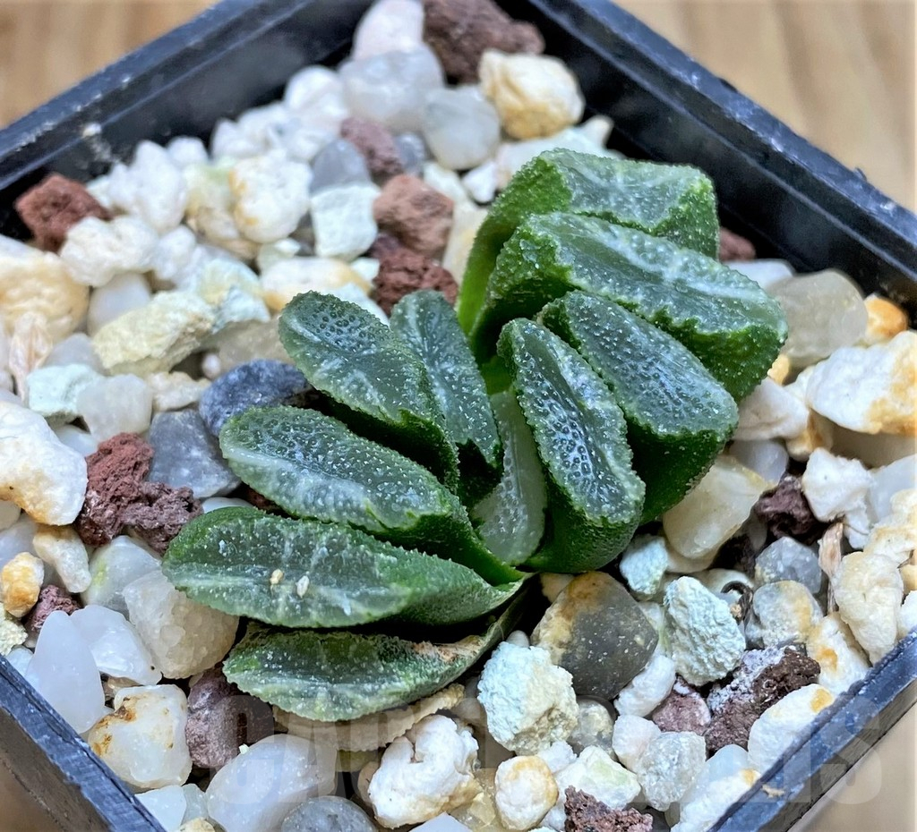 SHPR37846 Haworthia truncata hybrid