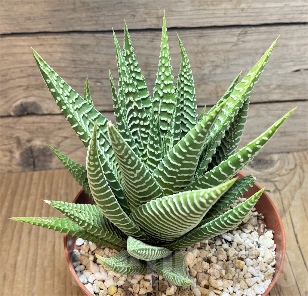 SHPR37847 Haworthia limifolia v. striata