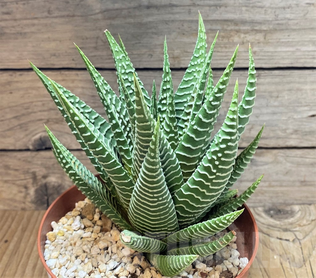 SHPR37847 Haworthia limifolia v. striata - Image 2