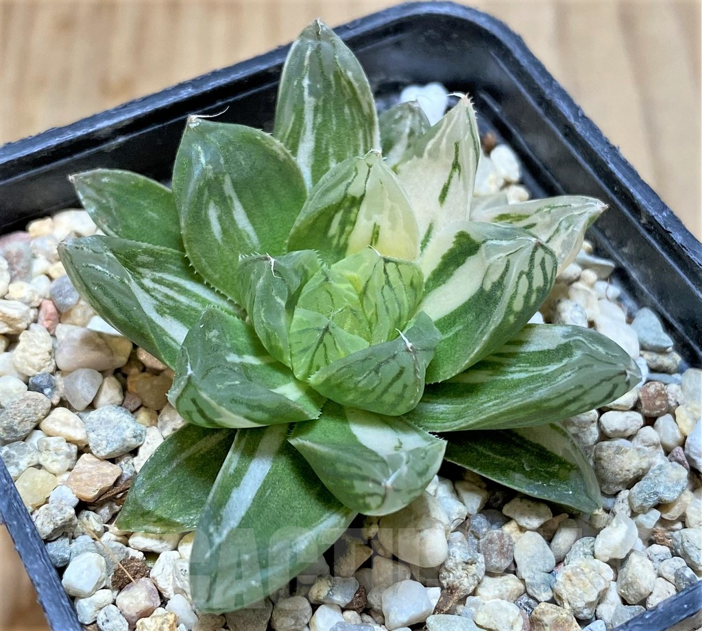 SHPR37828 Haworthia obtusa ‘Marin’ f. variegata