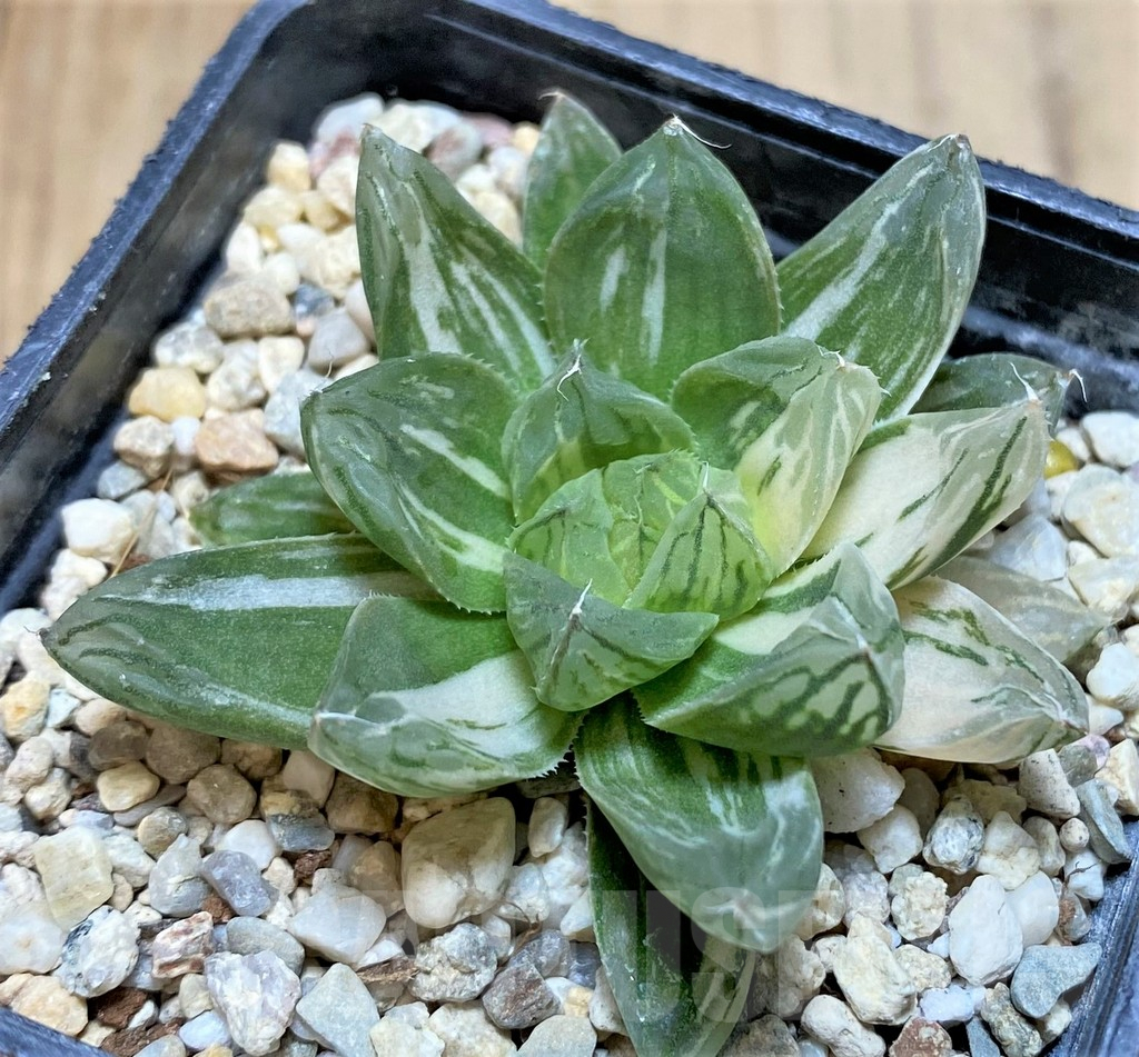 SHPR37828 Haworthia obtusa ‘Marin’ f. variegata - Imagen 2