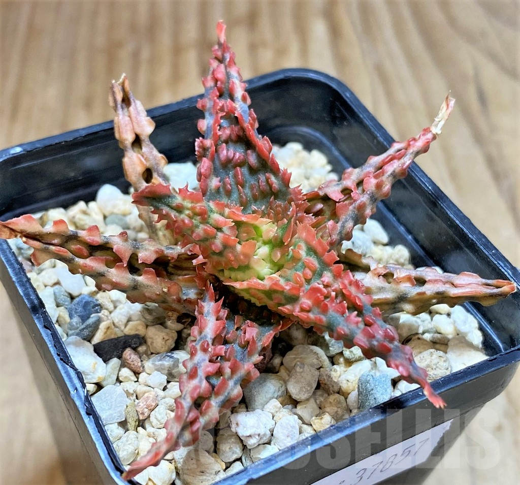 SHPR37857 Aloe TCT hybrid
