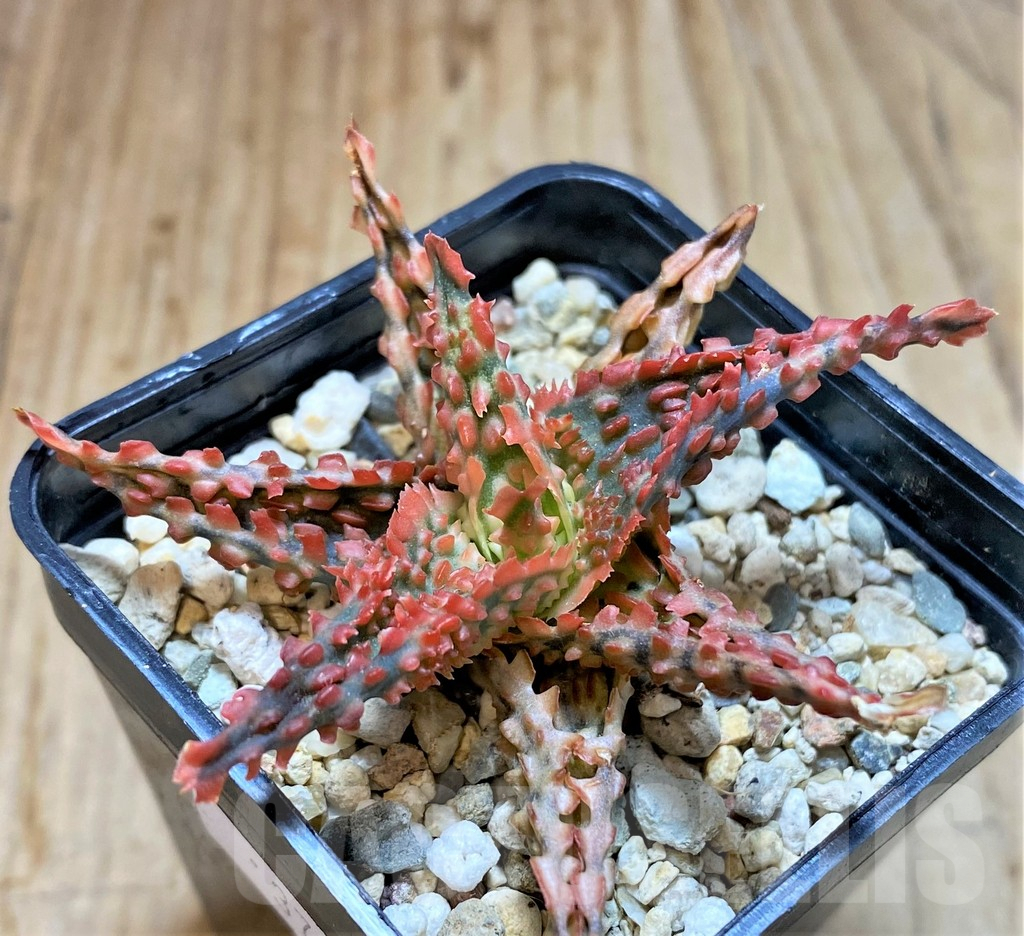 SHPR37857 Aloe TCT hybrid - Image 2