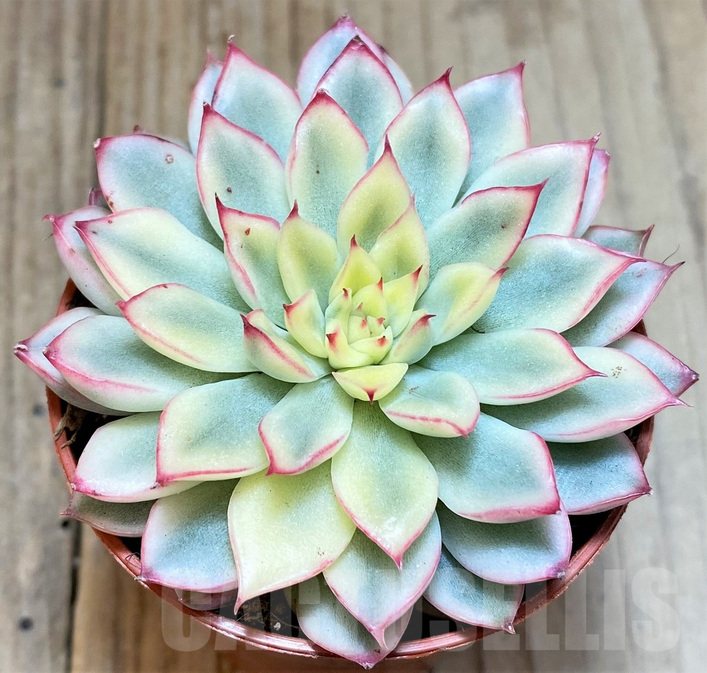SL36592 Echeveria pulidonis f. variegata - 画像 (2)