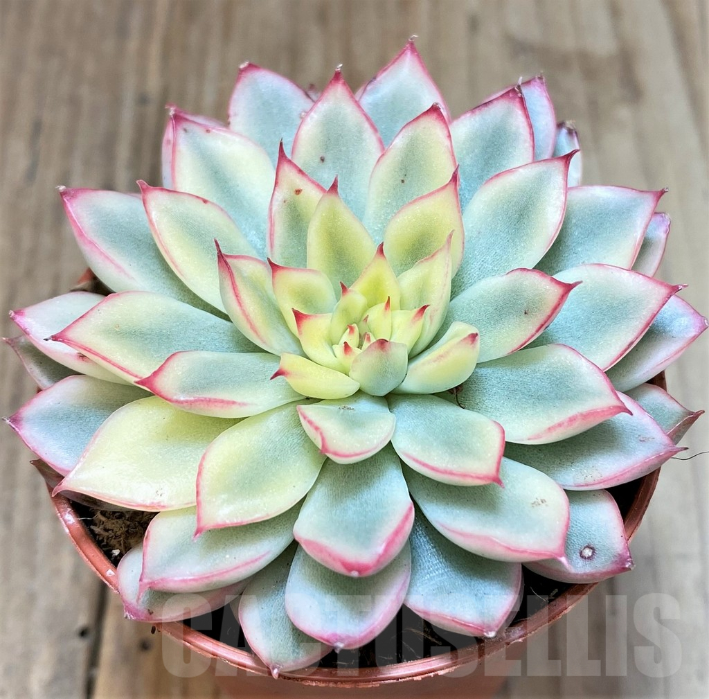 SL36592 Echeveria pulidonis f. variegata