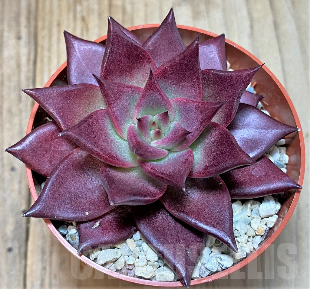 SL36593 Echeveria 'Atlas'