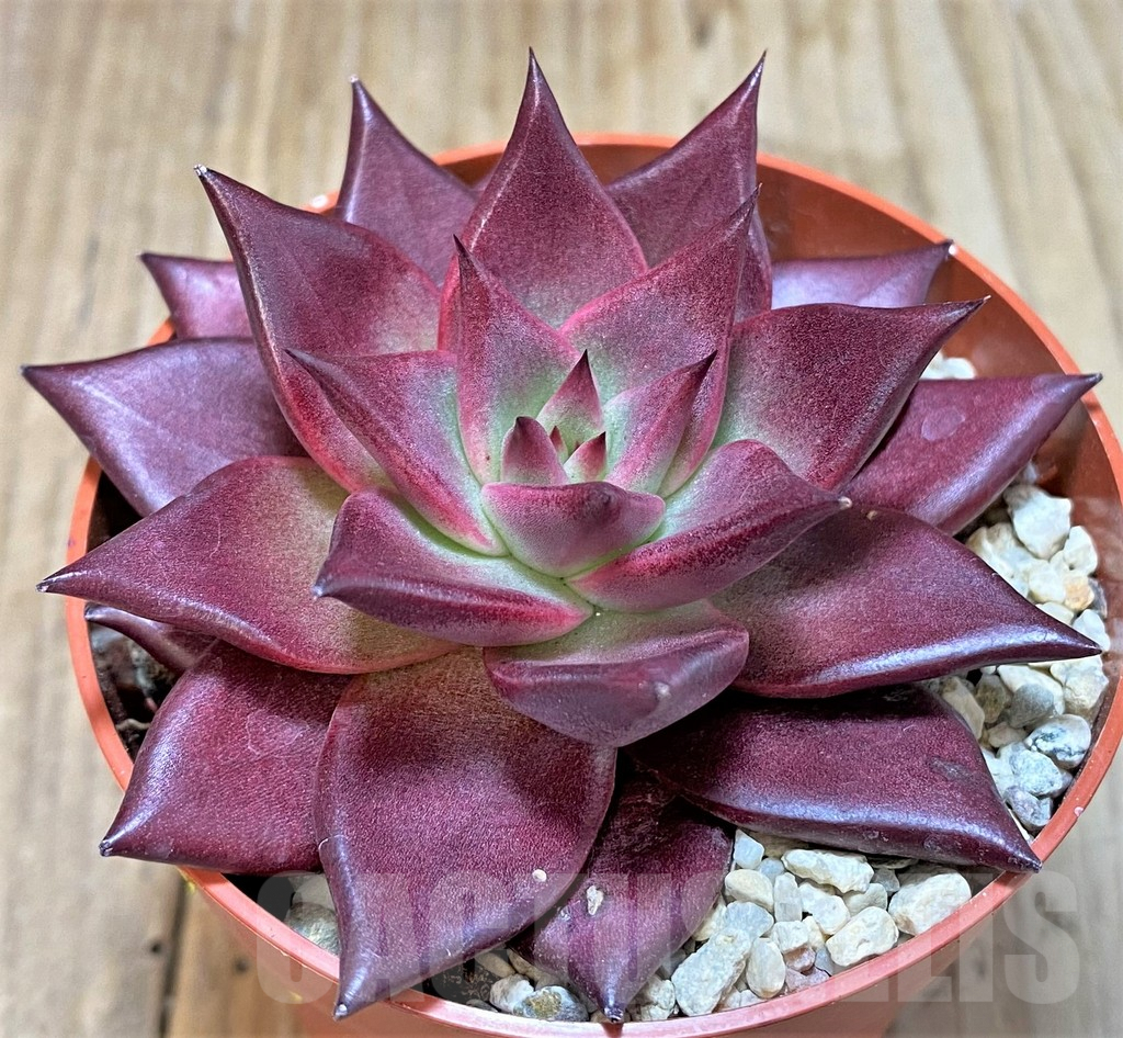 SL36593 Echeveria 'Atlas' - 画像 (2)