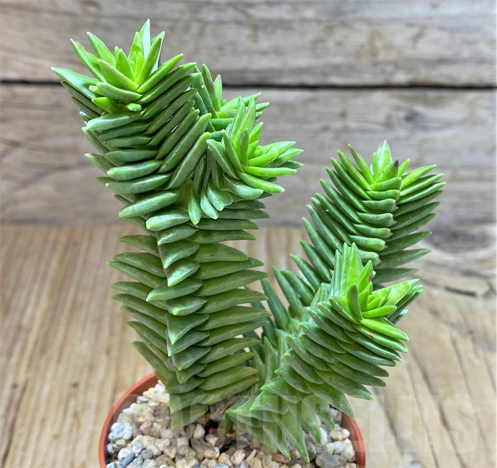 SL36578 Crassula pyramidalis - Obrázek 2