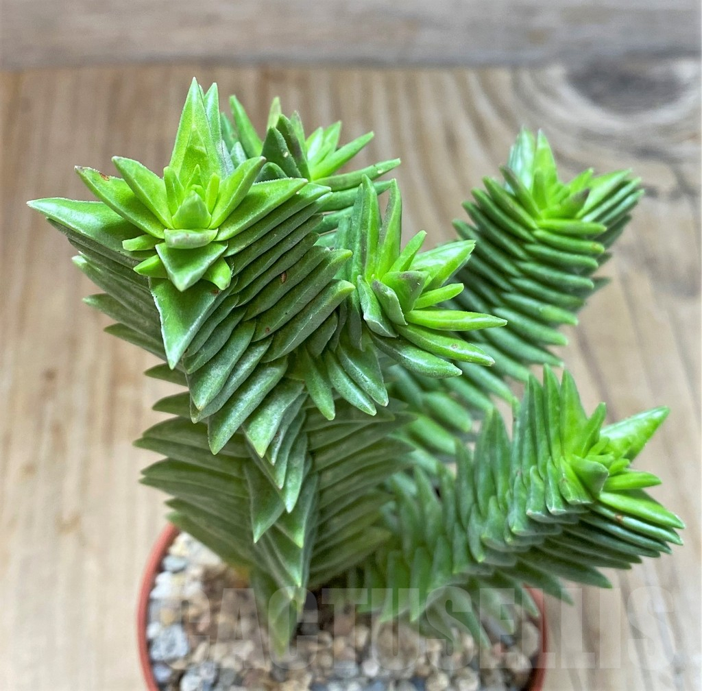 SL36578 Crassula pyramidalis