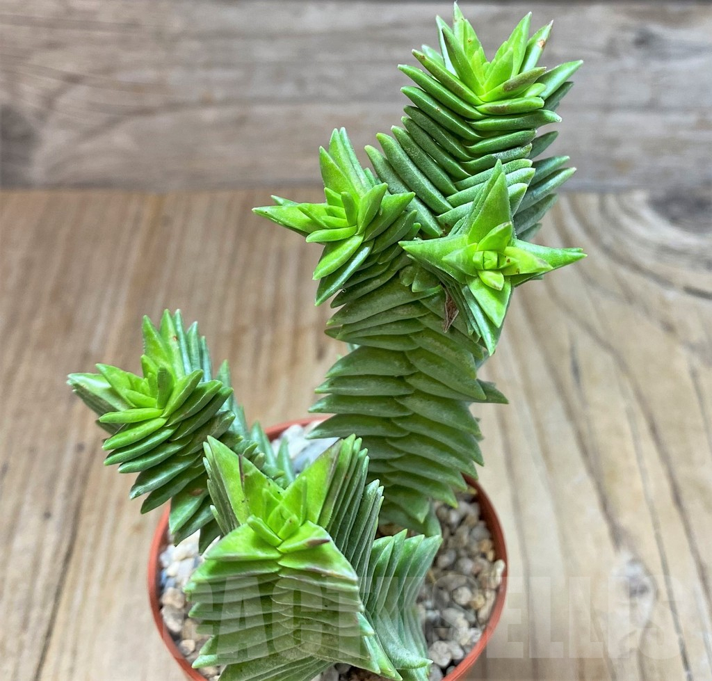 SL36578 Crassula pyramidalis - Obrázek 3