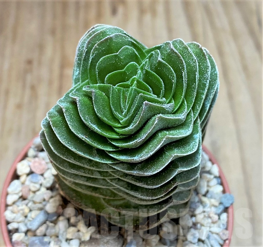SL36576 Crassula 'Buddha's Temple'