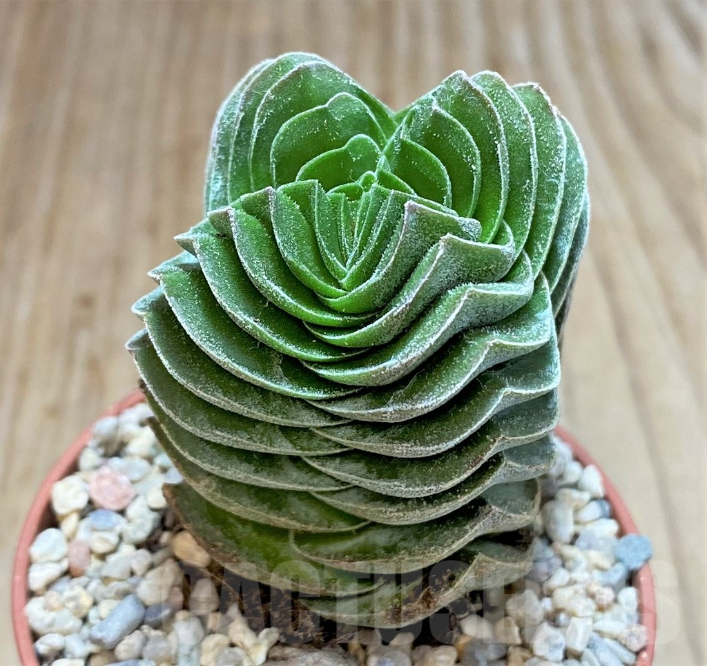 SL36576 Crassula 'Buddha's Temple' - Obrázek 2
