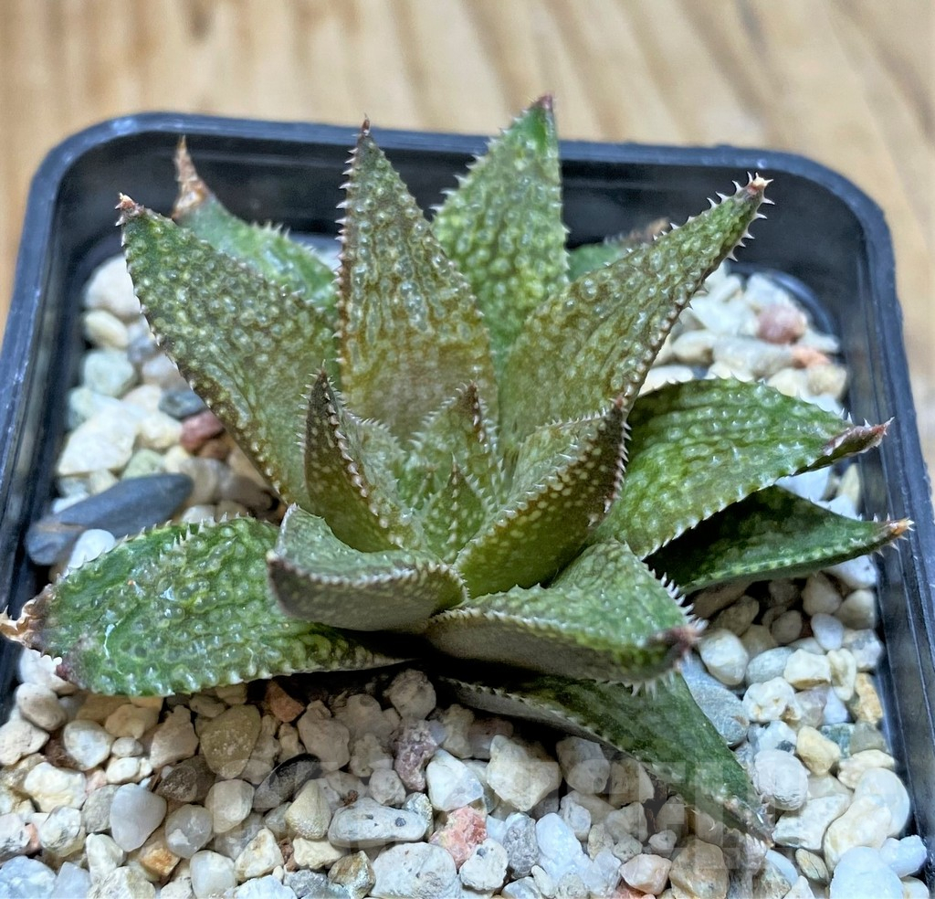 SHPR37688 Haworthia reticulata x esterhuizenii