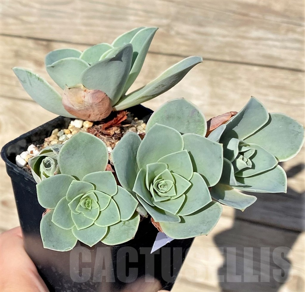 SHPR37692 Greenovia 'Wine Glass' - Image 2