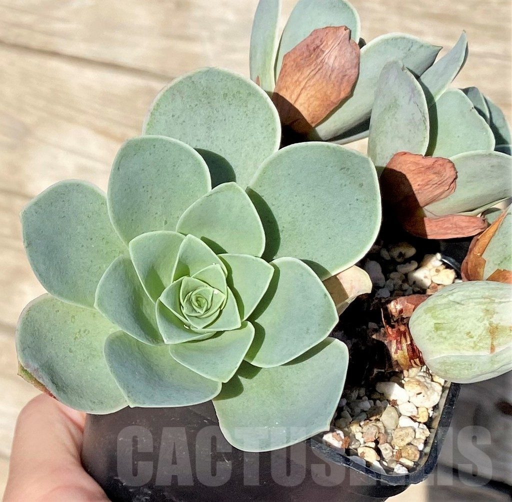 SHPR37692 Greenovia 'Wine Glass'