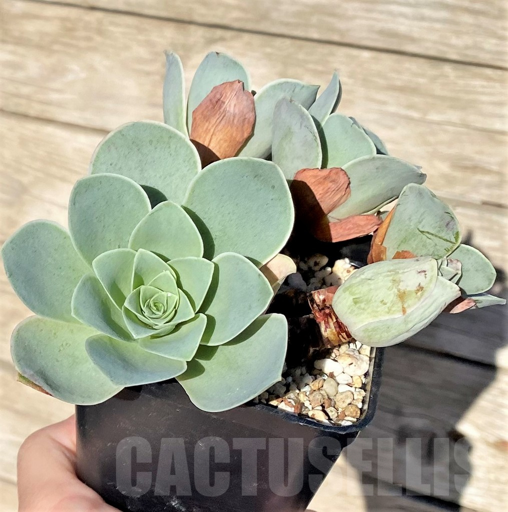 SHPR37692 Greenovia 'Wine Glass' - Image 3