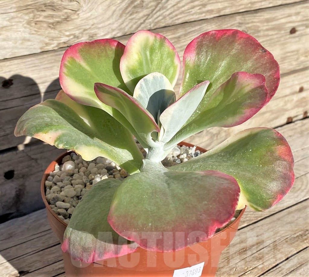 SHPR37693 Kalanchoe thyrsiflora f. variegata - immagine 2