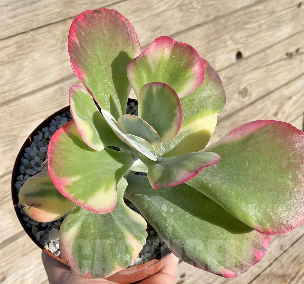SHPR37693 Kalanchoe thyrsiflora f. variegata