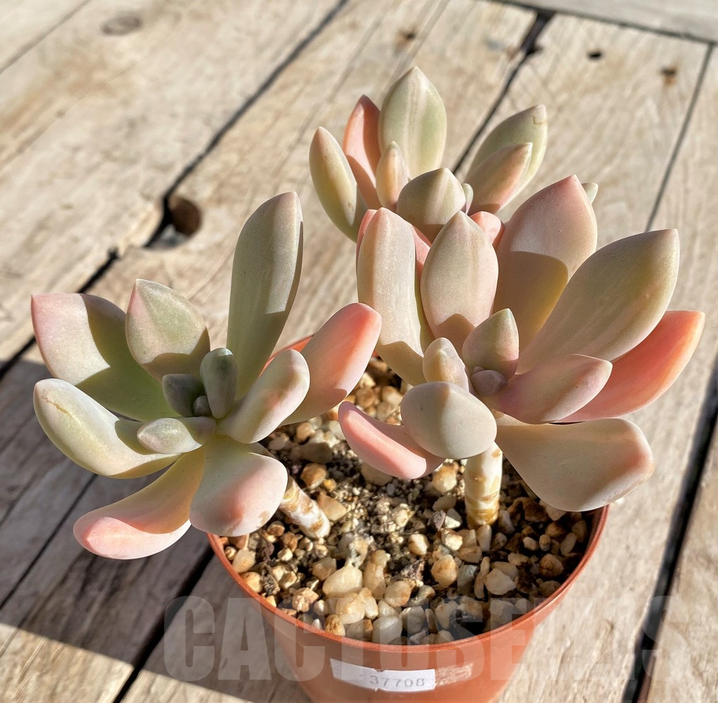 SHPR37708 Graptophytum ‘Supreme Variegatum’ - 画像 (2)