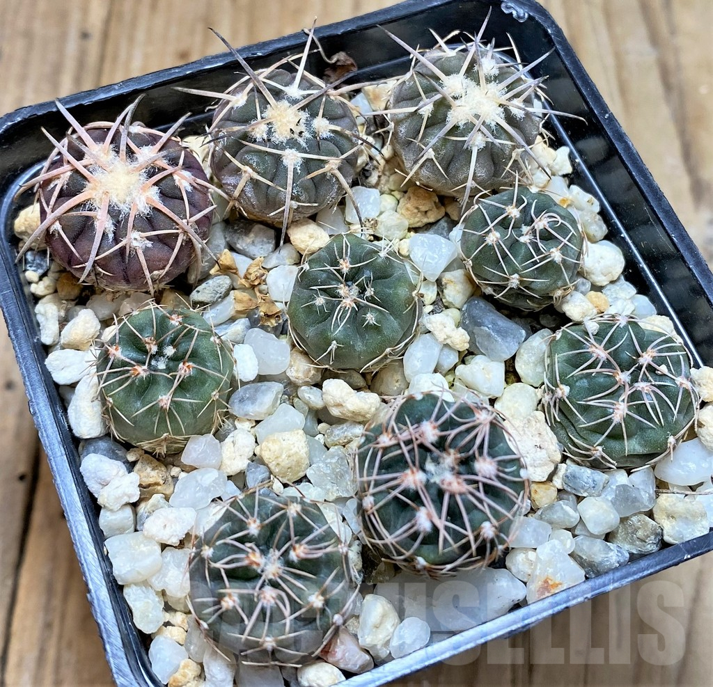 SHPR37657 Gymnocalycium spegazzinii v. punillense, Gymnocalycium aff. nataliae MM 650 - Image 2