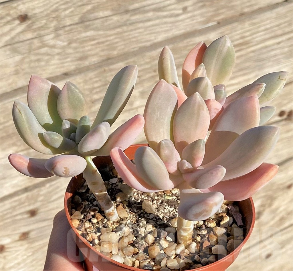 SHPR37708 Graptophytum ‘Supreme Variegatum’