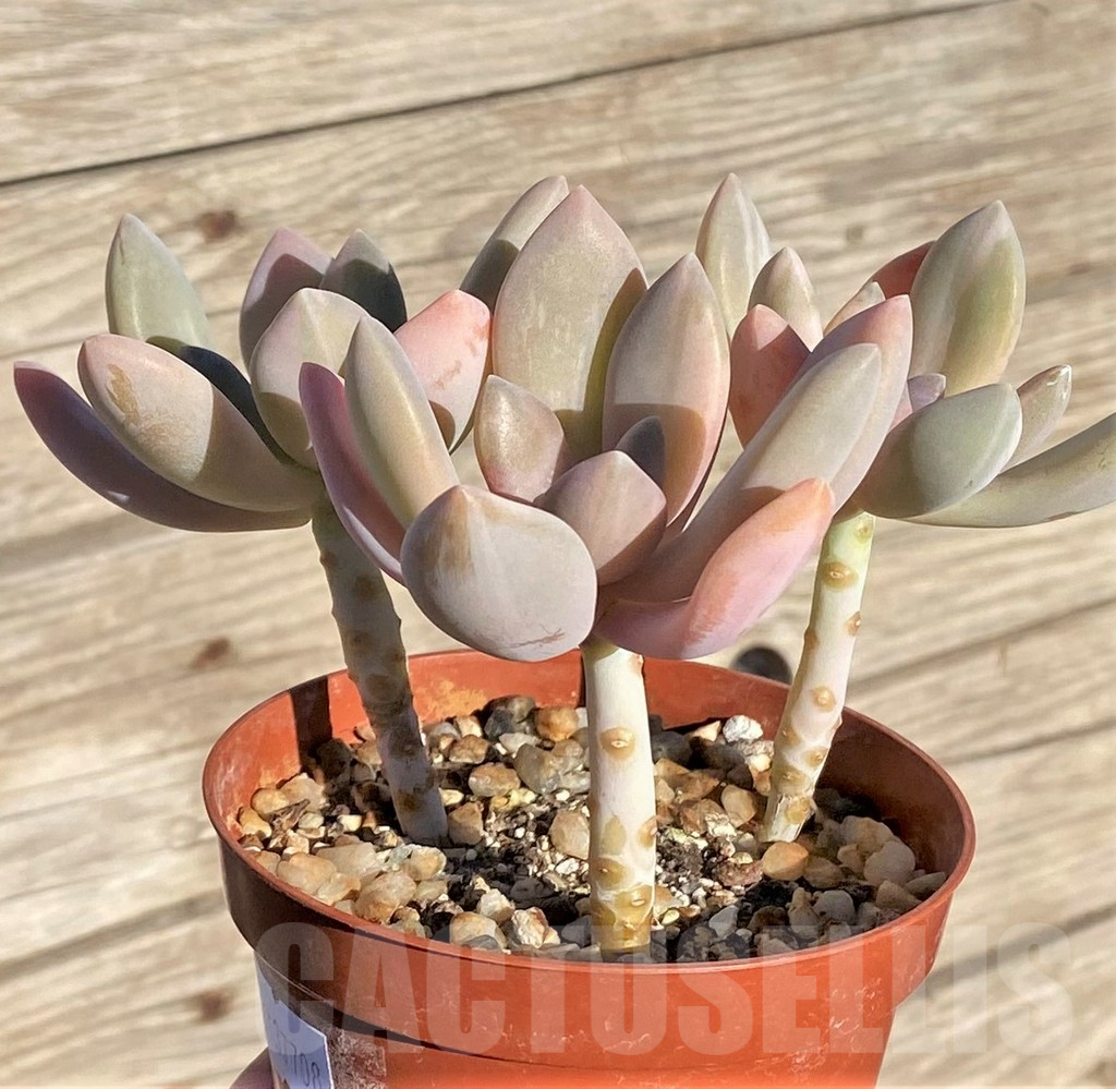 SHPR37708 Graptophytum ‘Supreme Variegatum’ - 画像 (3)