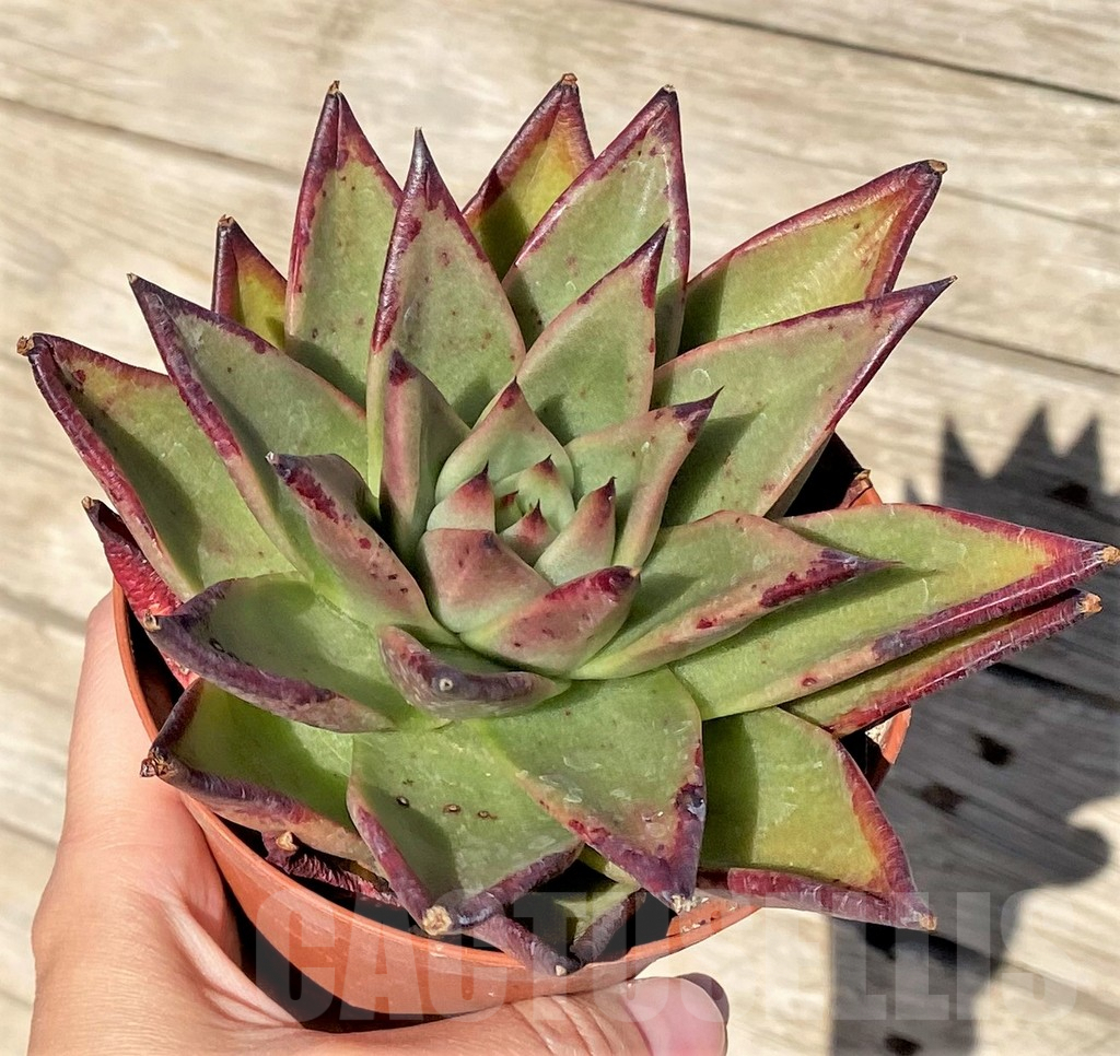 SHPR37709 Echeveria agavoides ‘Ebony’ - Image 2