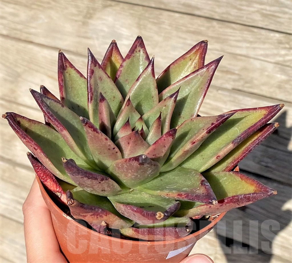 SHPR37709 Echeveria agavoides ‘Ebony’