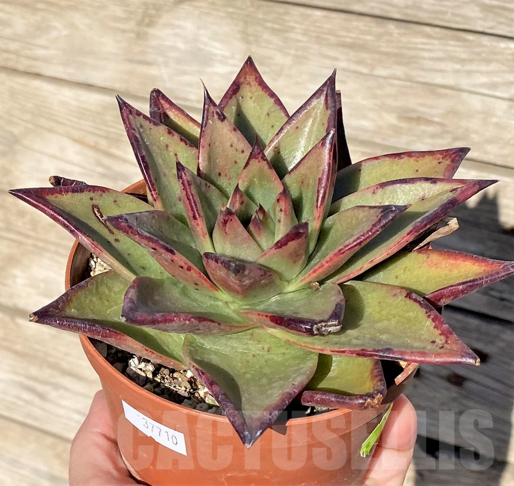 SHPR37710 Echeveria agavoides ‘Ebony’
