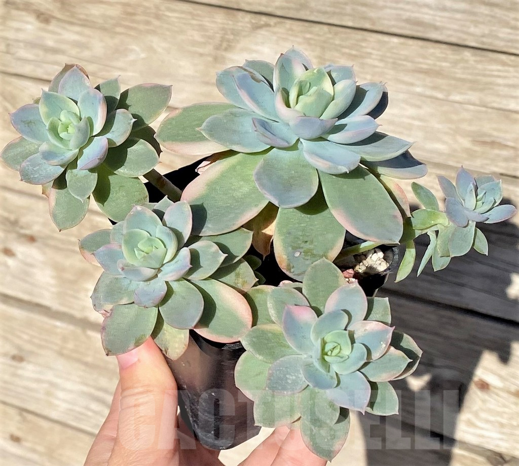 SHPR37711 Echeveria 'Pink Villa' f. variegata - Imagen 2