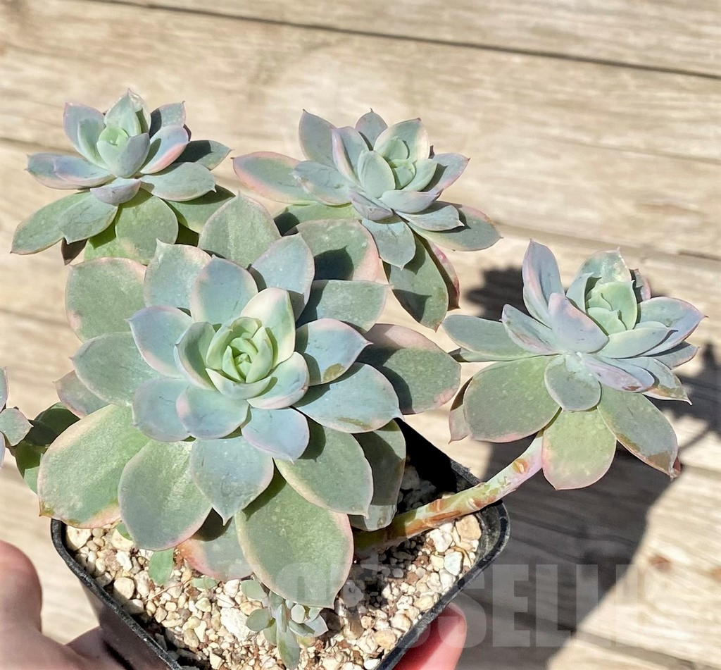 SHPR37711 Echeveria 'Pink Villa' f. variegata