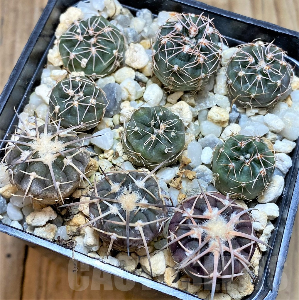 SHPR37657 Gymnocalycium spegazzinii v. punillense, Gymnocalycium aff. nataliae MM 650