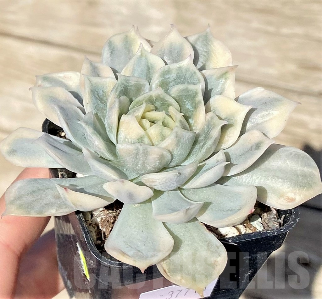 SHPR37713 Echeveria 'Onslow' f. variegata - Image 2