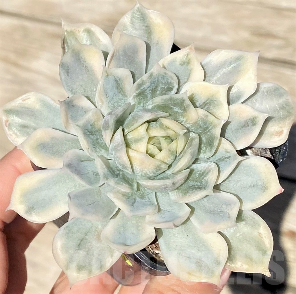 SHPR37713 Echeveria 'Onslow' f. variegata
