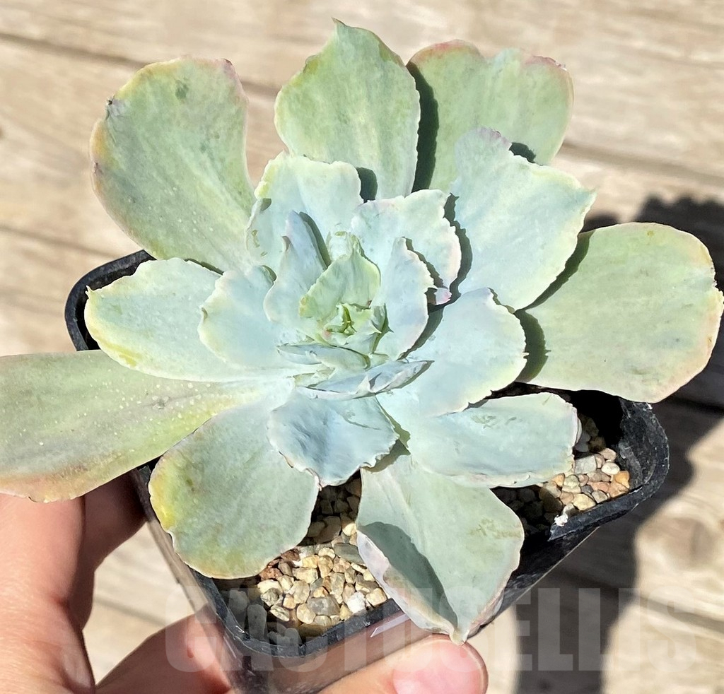 SHPR37715 Echeveria chantilly 'Green mint' - Image 2