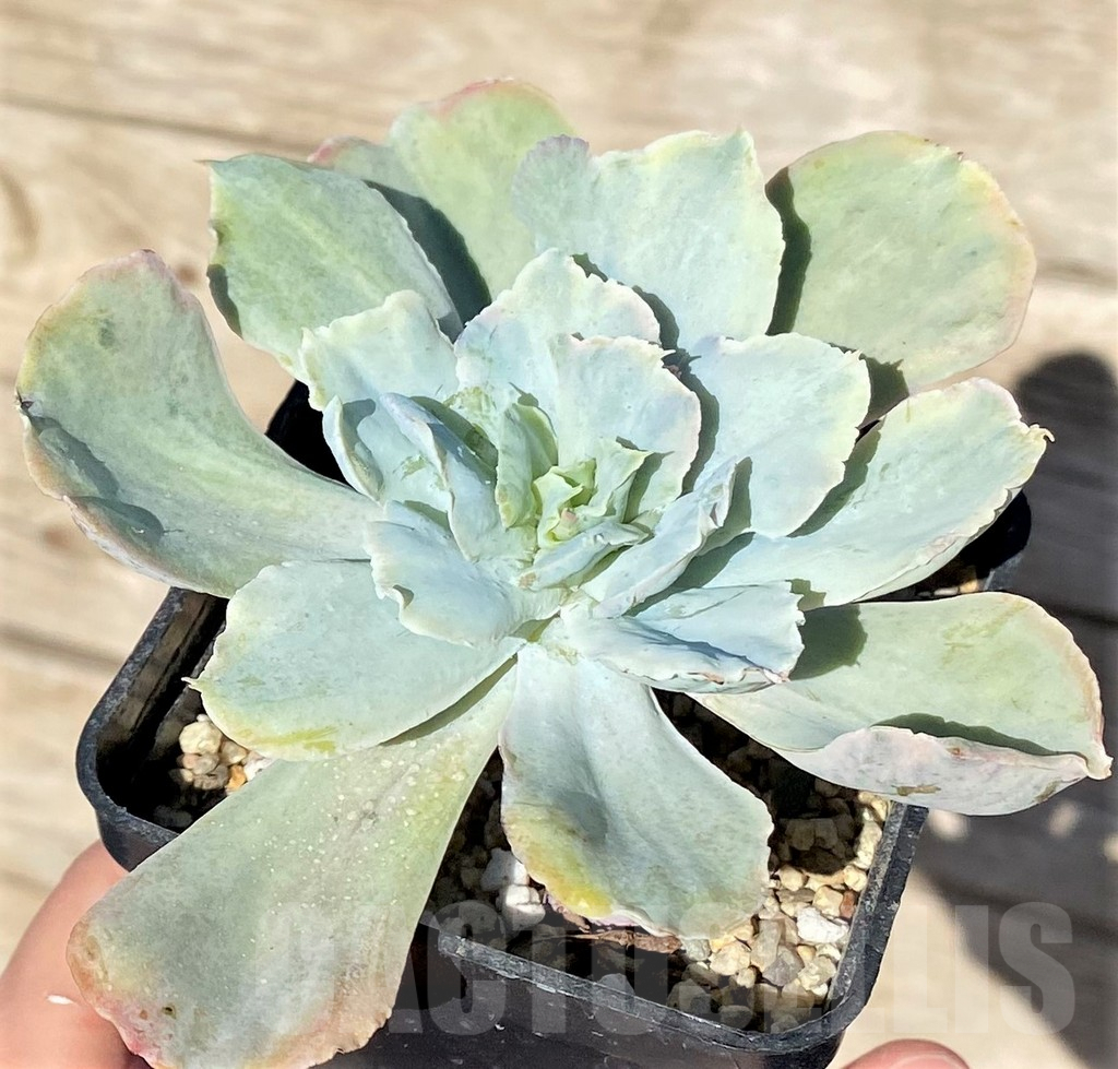 SHPR37715 Echeveria chantilly 'Green mint'